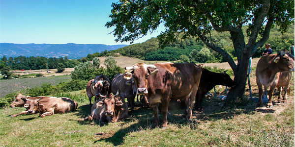 Mukki e Mugello. Nasce Musemu: museo con sale 'all’aperto'
