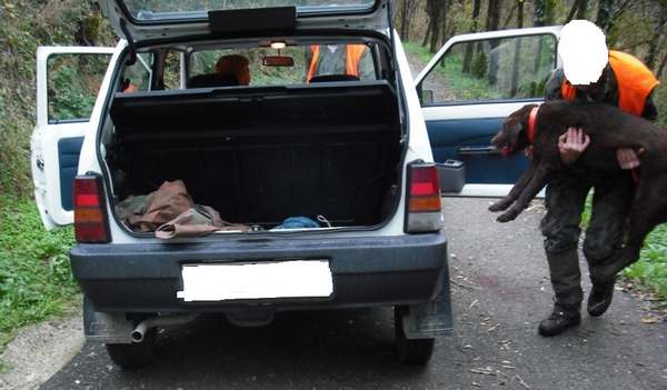 Caccia al Cinghiale. Cane ferito nella battuta, torna la polemica