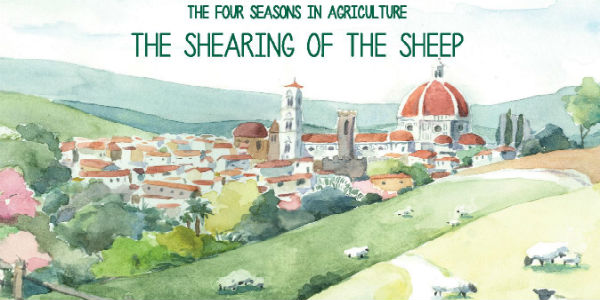 Il magico mondo di: “La tosatura delle pecore”