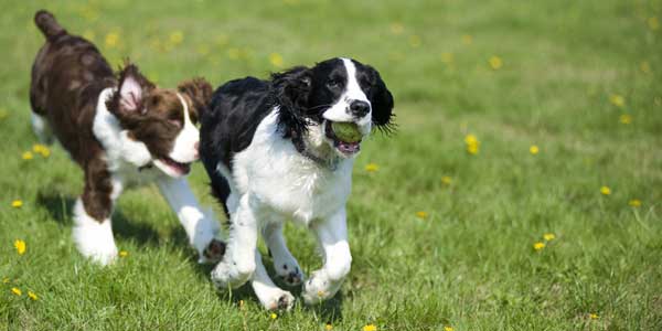 Area cani. Nuova gestione a Borgo con Accademia Canina