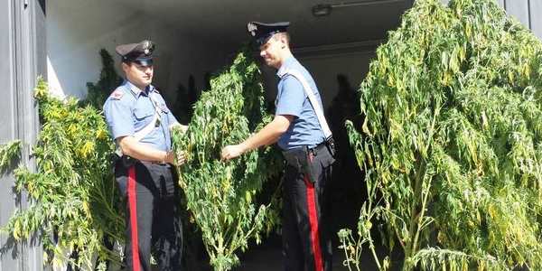 Marijuana. Piantagione a Palazzuolo, foto e cronaca dell'operazione