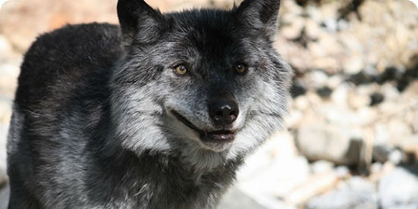 La Toscana, il Lupo e gli ibridi : Seria minaccia. E gli animalisti insorgono