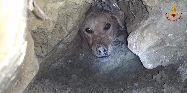 Le foto del cane recuperato a Vaglia. Era bloccato nella tana di una volpe