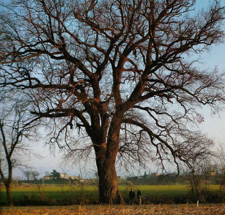 La Quercia di Senni. Storia e vicende di un gigante del Mugello. Prima puntata