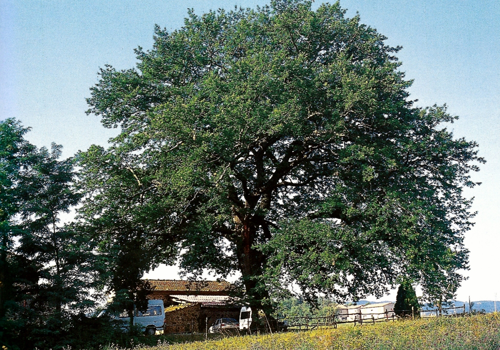 La storia della grande quercia di Ribottini nel ricordo del Prof. Capodarca