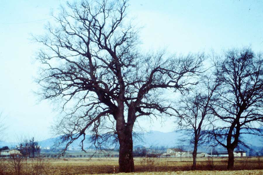 La Quercia di Senni. Storia e vicende di un gigante del Mugello. Prima puntata