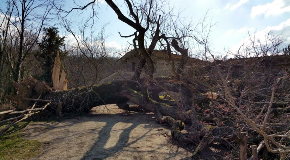 La storia della grande quercia di Ribottini nel ricordo del Prof. Capodarca