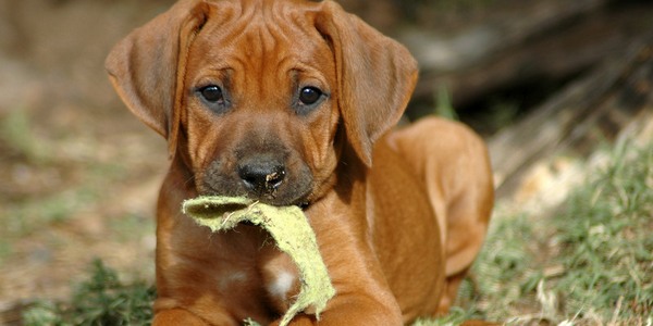 Esche avvelenate a Pian di San Bartolo
