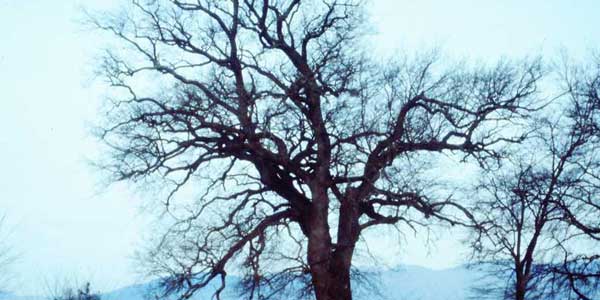 La Quercia di Senni. Storia e vicende di un gigante del Mugello. Prima puntata