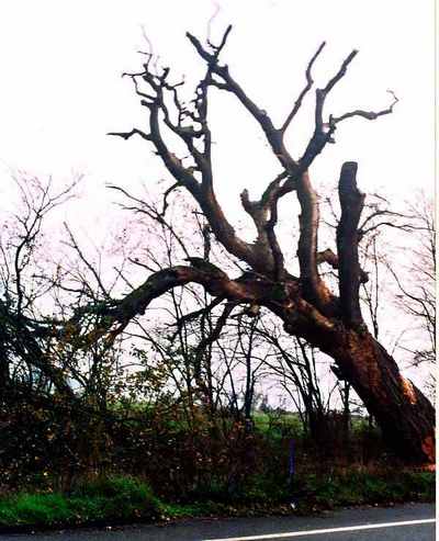 Senni. La grande querce nel ricordo (e nelle foto originali) di Aldo Giovannini