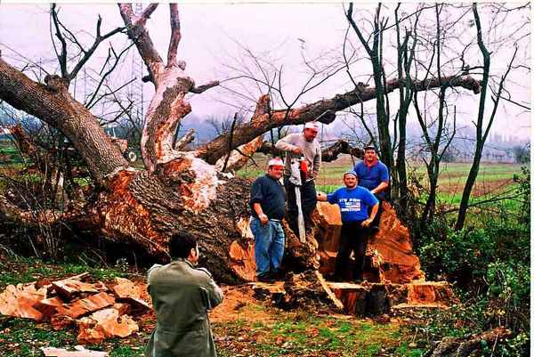 Senni. La grande querce nel ricordo (e nelle foto originali) di Aldo Giovannini