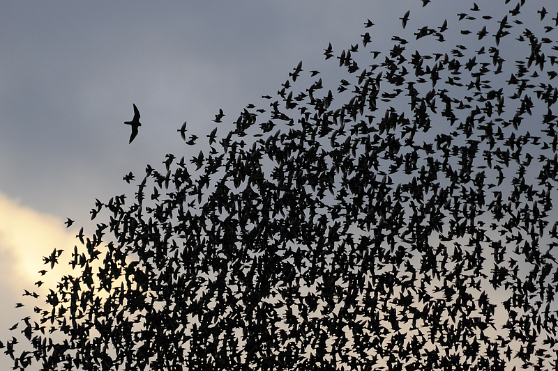 Storni, non solo Borgo. Immagini 'dell'invasione' a Firenze