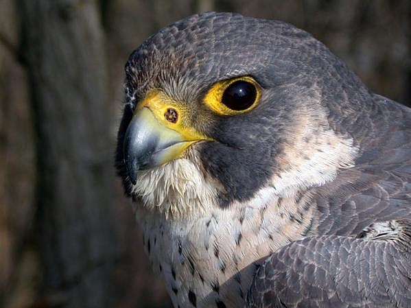 Storia di un falco ferito e di burocrazia. Accade in Mugello