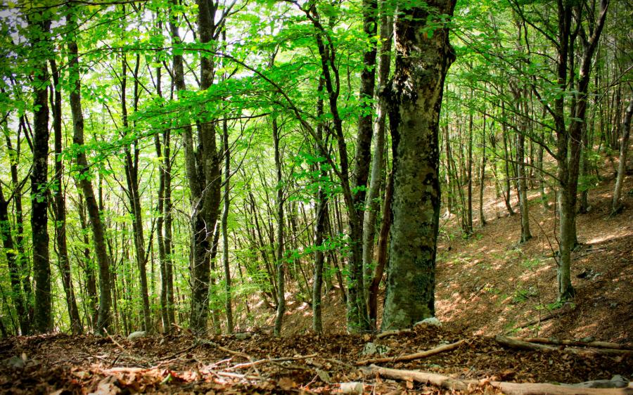 Taglio boschi. Proroga al 30 aprile per i cedui sotto gli 800 metri