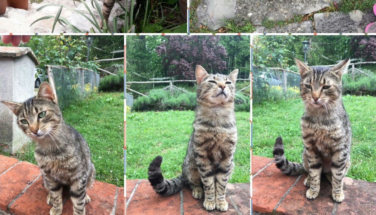 E' arrivato in giardino' Gattino cerca un padrone, succede a Vaglia