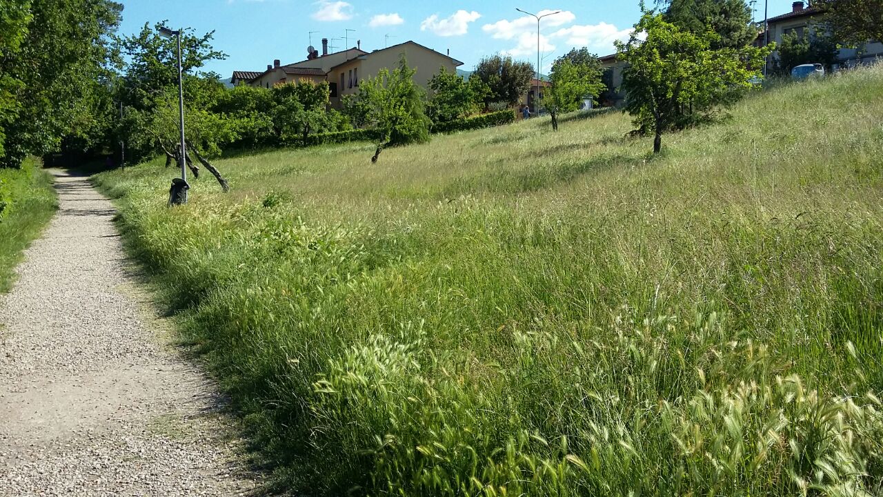 Erba alta al lago di Montelleri (Vicchio). Foto di un lettore