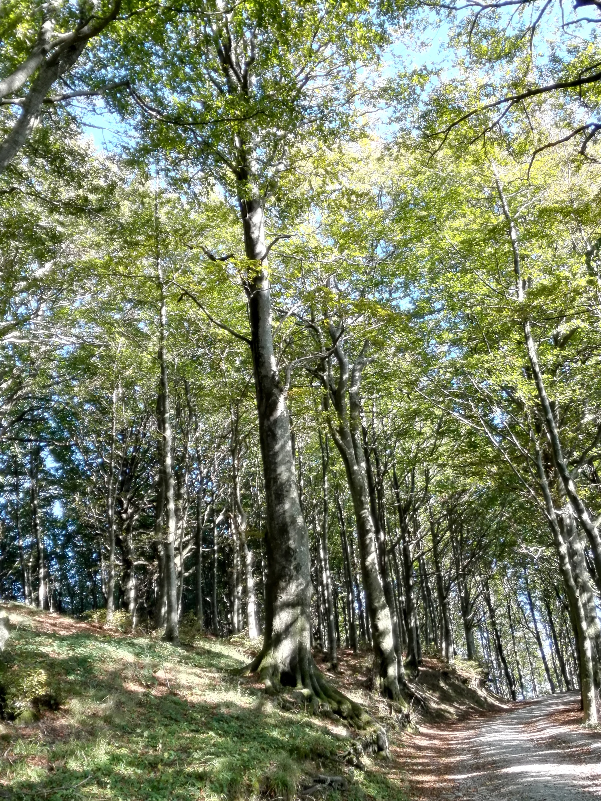 Rifiuti abbandonati. I consigli dell'unione dei Comuni per rispettare l'ambiente