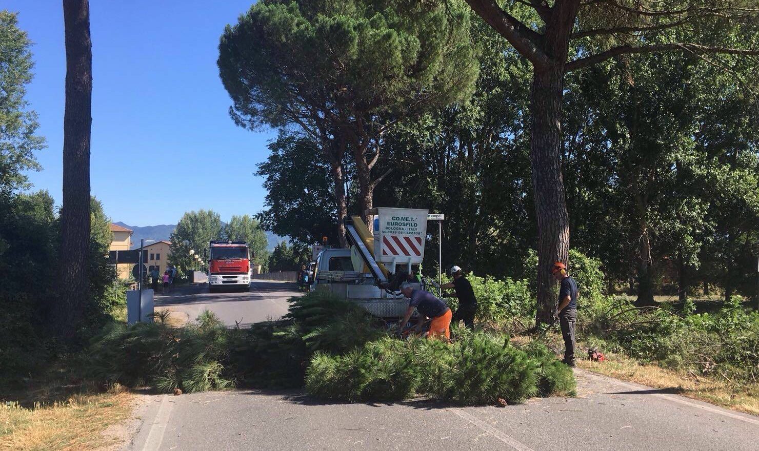 Barberino: Alberi pericolosi. Via all'abbattimento per 6 pini