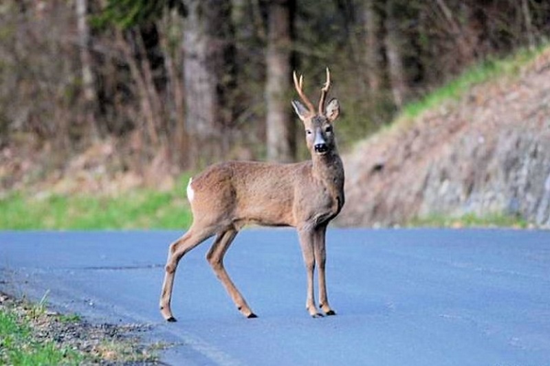 Siccità. A Vaglia frazioni a rischio da settembre, e occhio a caprioli e cinghiali in strada