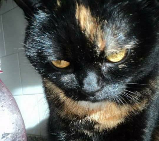 Appello per Clea, gattina smarrita a Marradi