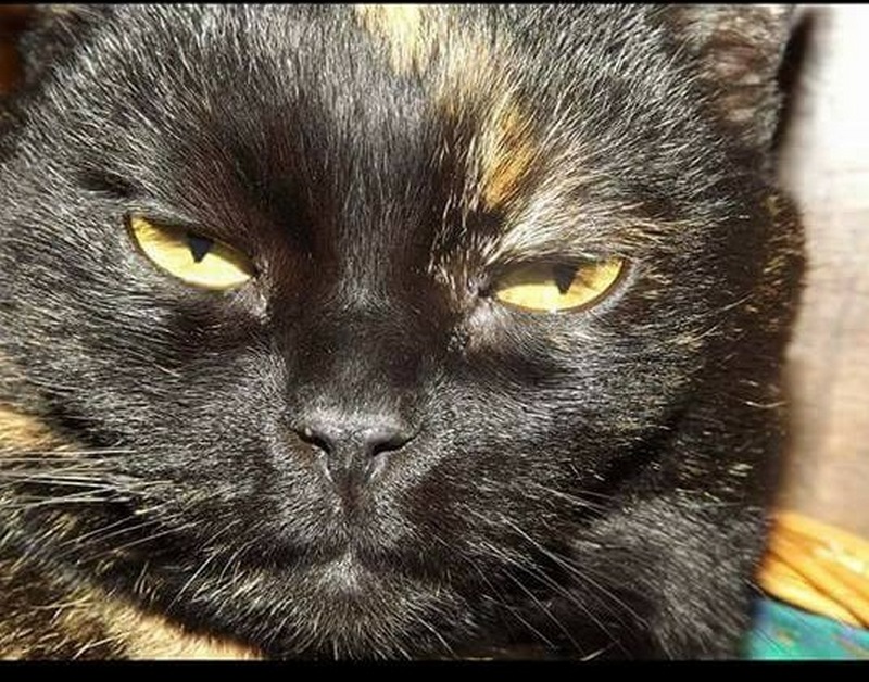 gatto smarrito marradi3