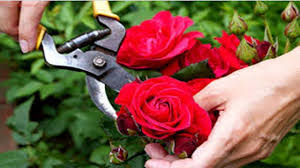 Potatura delle rose. E' quasi il momento: un corso a Sieci