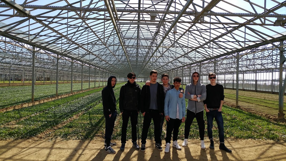 viaggio giotto ulivi4