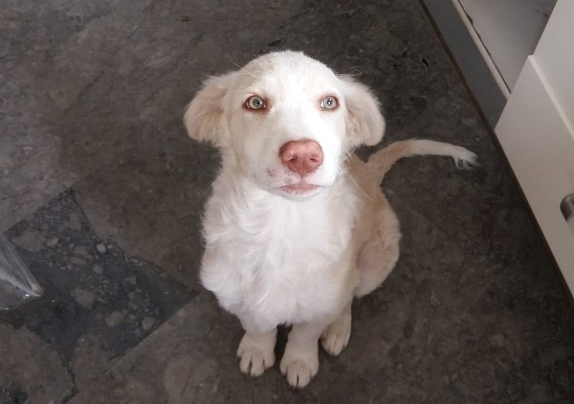 cagnolina