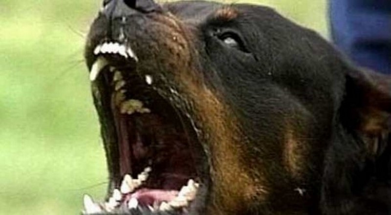 Ciclabile. Cani senza guinzaglio aggrediscono cagnolina: padrona in ospedale per lo shock