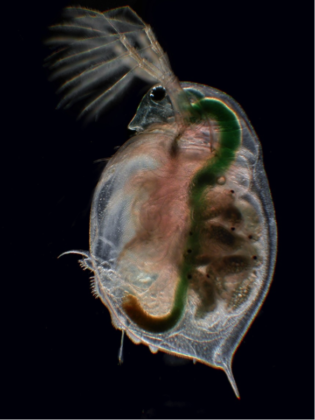 daphnia-315x420