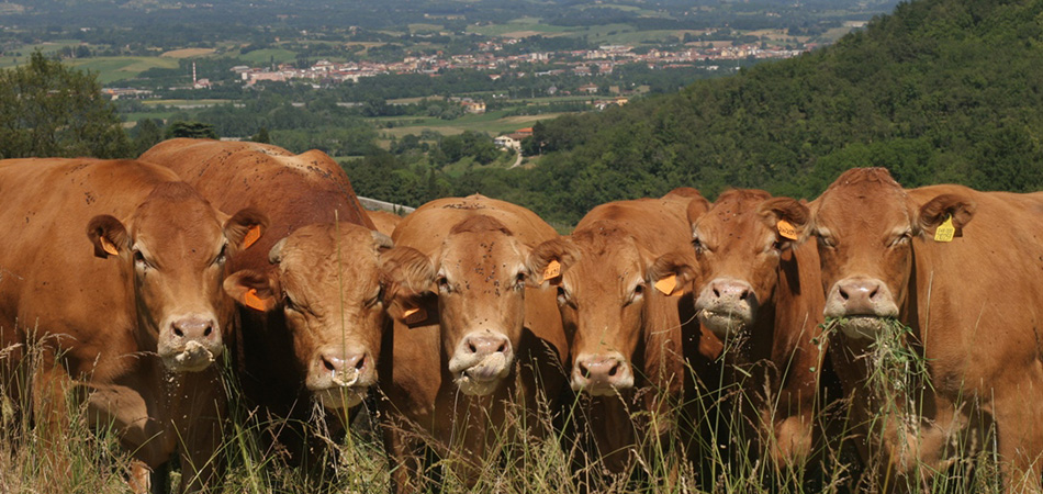 Ecco la Fiera Agricola, a Borgo dal 7 al 10 giugno. Programma