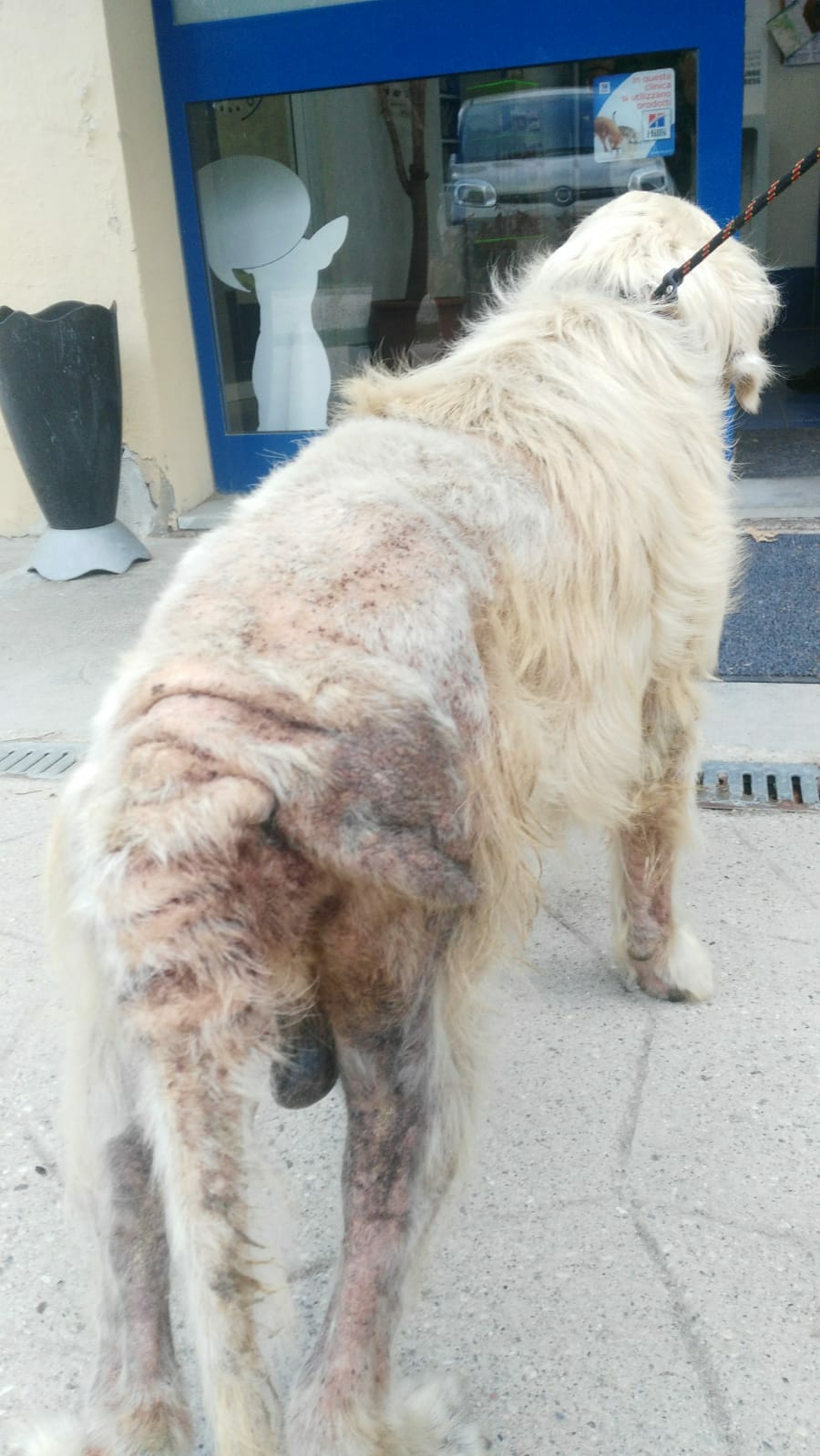 Due cani in pessime condizioni, denunciato il proprietario