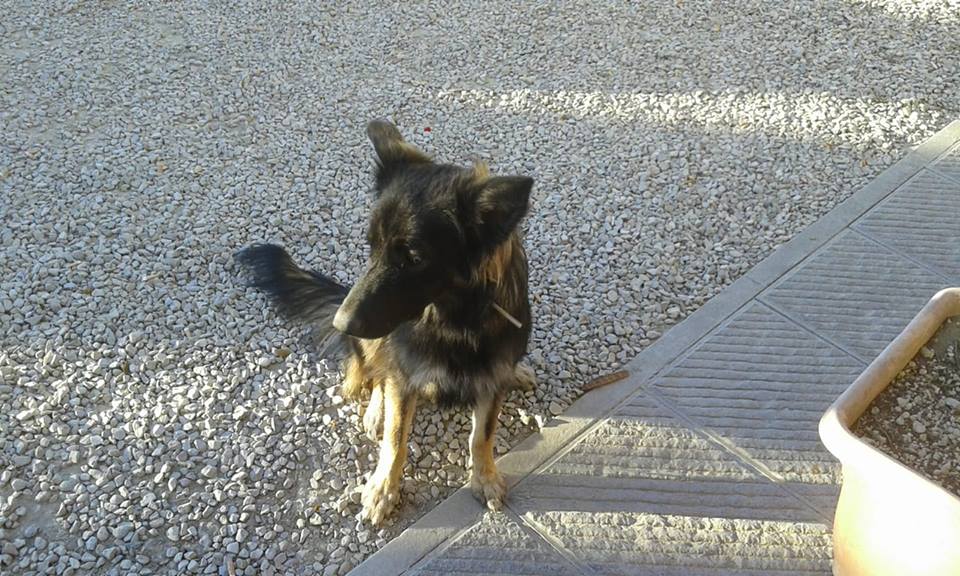 Un padrone 'speciale' per il cane trovato al Caldetino. Una bella storia mugellana