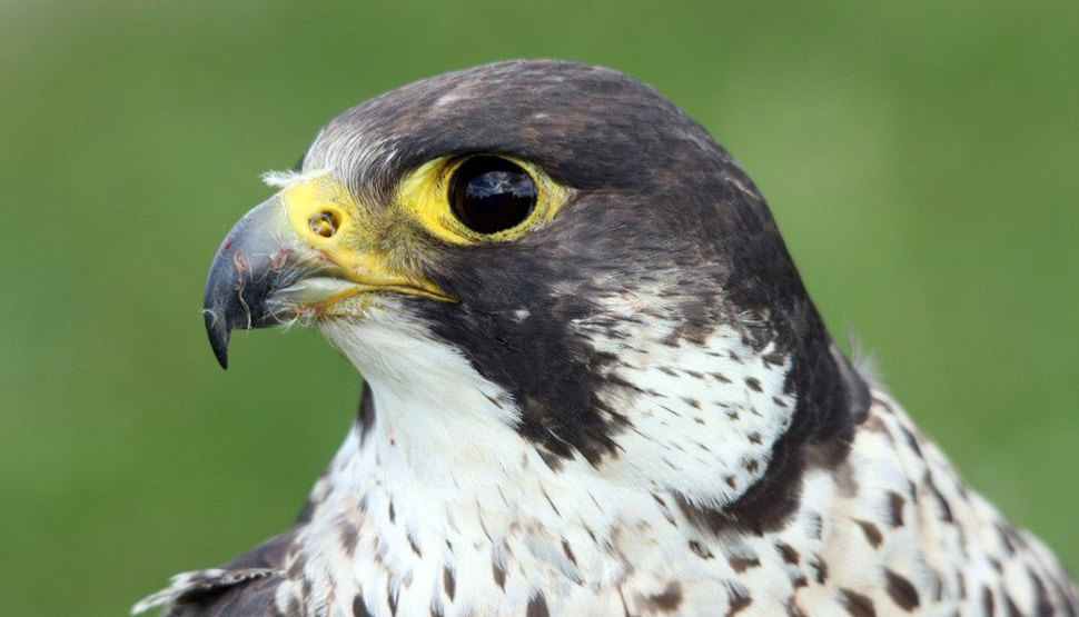 In cura al centro Lipu di Vicchio il falco pellegrino ferito a Reggello