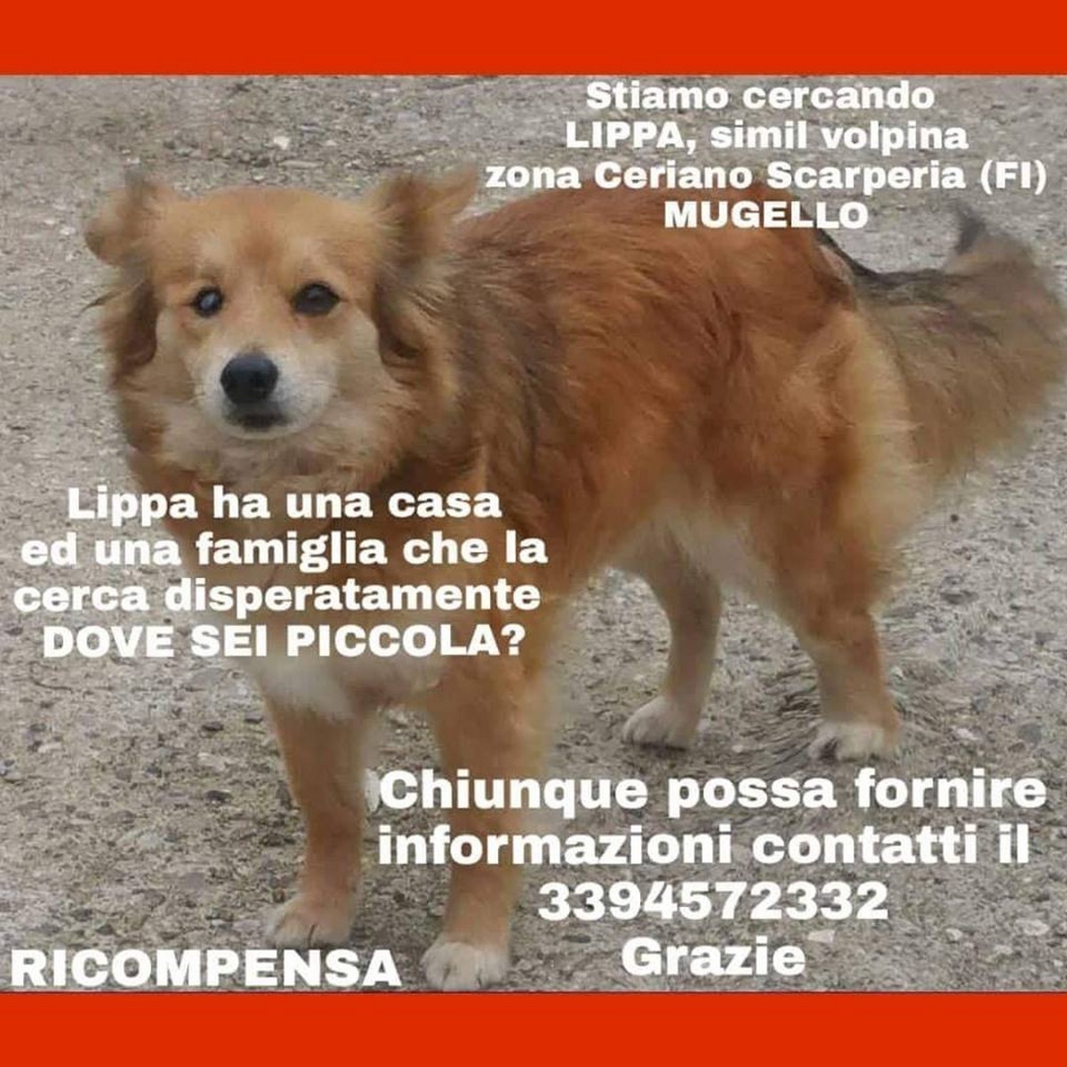 Lippa. Si cerca ancora la cagnetta scomparsa de Cerliano nel maggio 2017