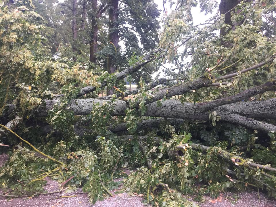 Maltempo in Mugello: black-out diffusi, rami caduti e allagamenti per temporale