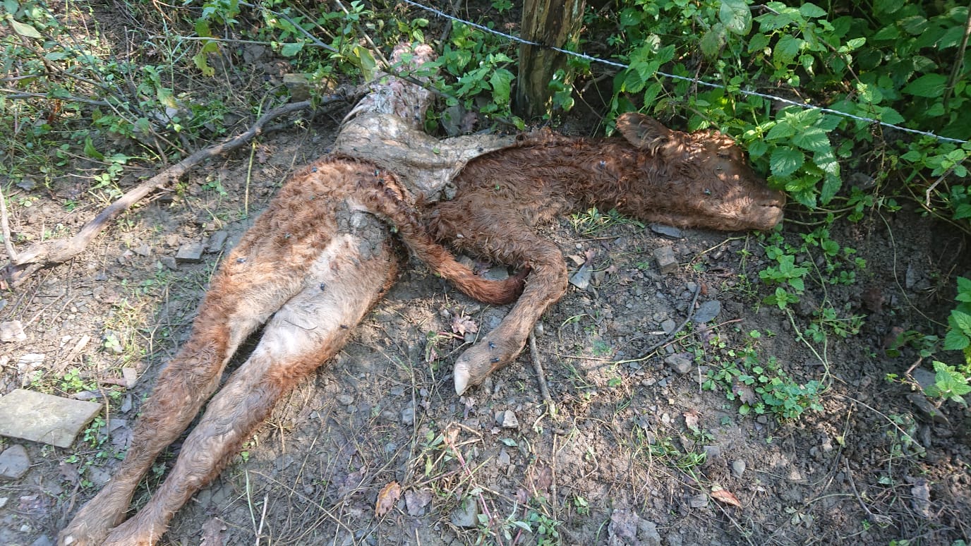 Ennesimo attacco dei Lupi alla Fattoria Valdastra