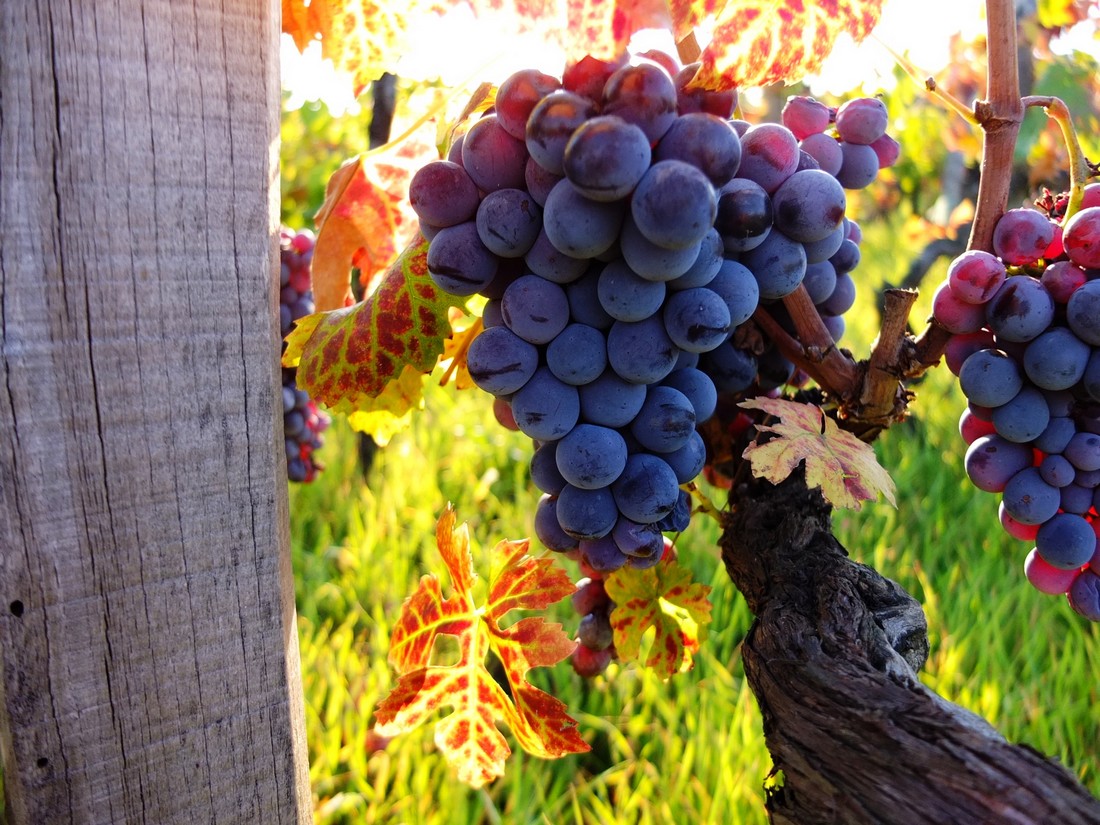 I proverbi di ottobre. Scopriamoli, con Alfredo Altieri