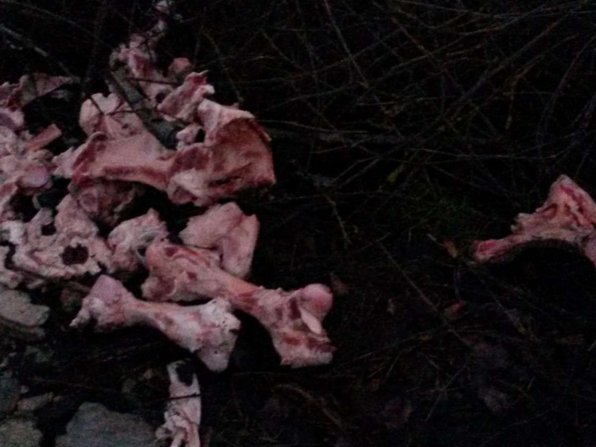 Ossa di un grosso animale fuori dal cassonetto. Foto del Giorno