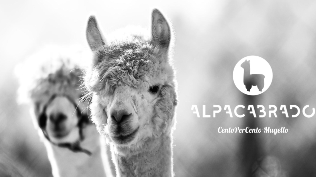 Lorenzo e Sandra in fuga dalla città per allevare Alpaca. La video intervista