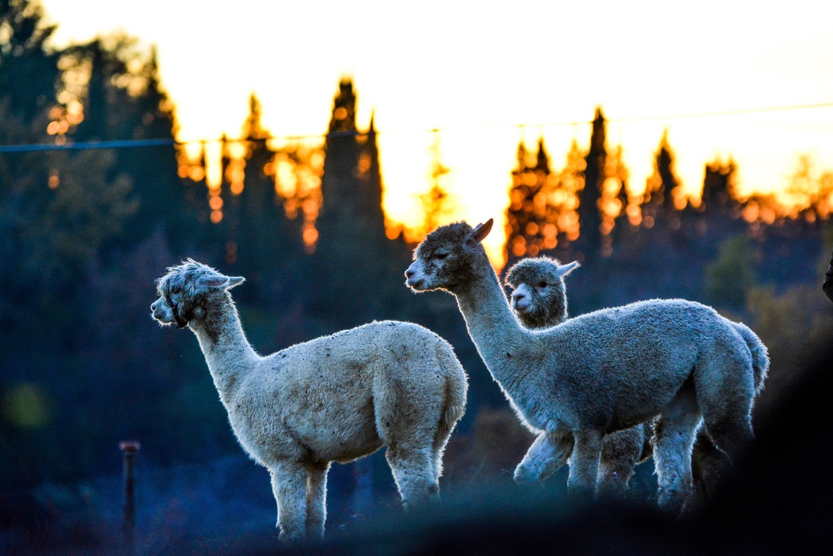 alpacabrado_5