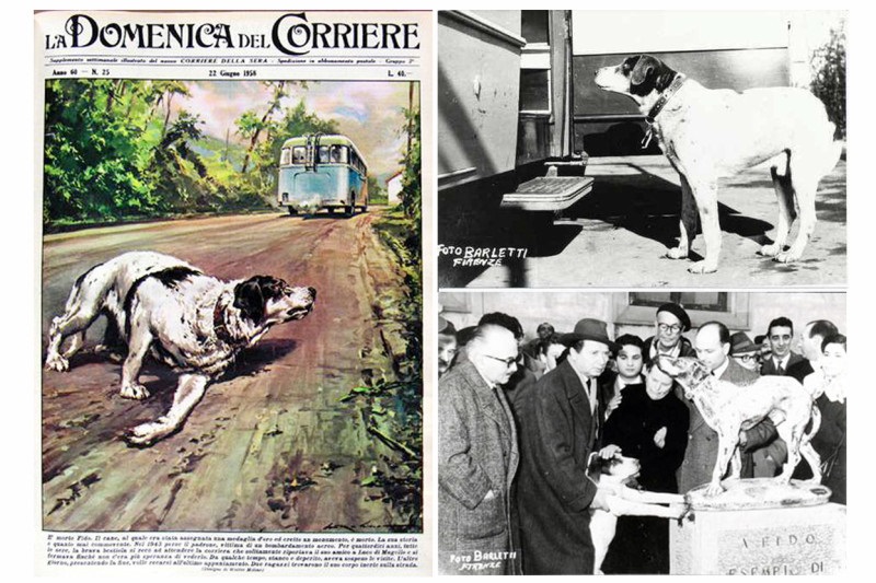 Anche Caltanisetta ha il suo 'Fido': Aspetta in ospedale da tre anni il padrone morto d'infarto