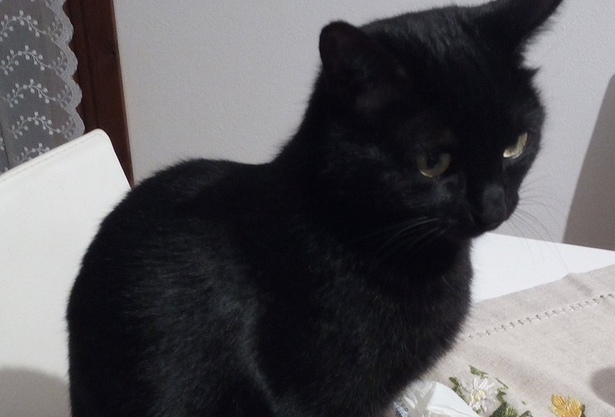 Gattina smarrita. Non c'è il lieto fine, ma i proprietari ringraziano tutti