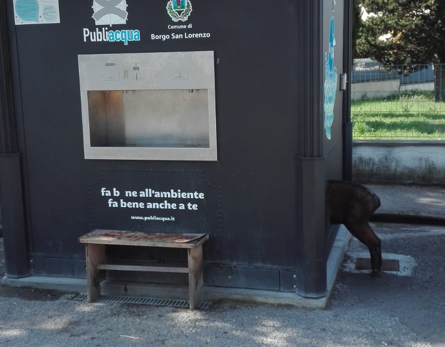 Il cinghiale sulla pensilina e la marmotta nell'ovonda. Burloni a Borgo e Luco