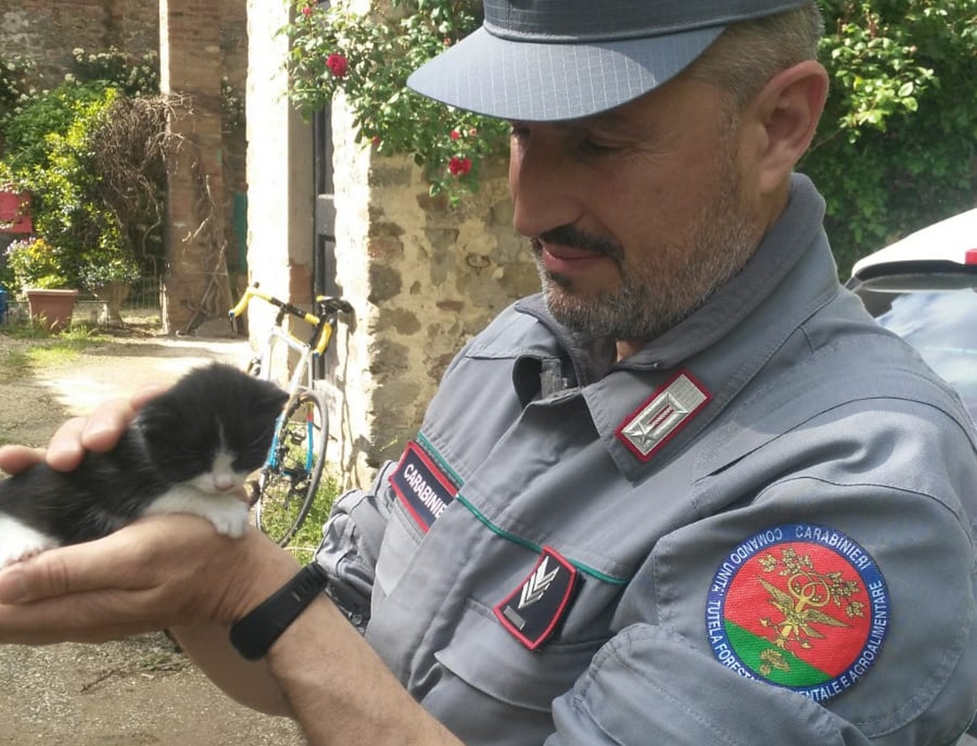 Abbandona gattina di 3 settimane. Uomo denunciato a Bivigliano
