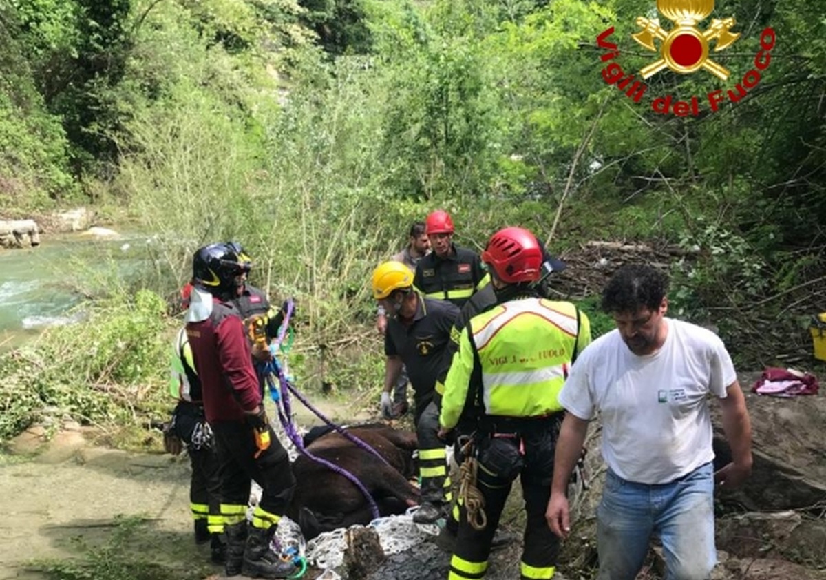 Cavallo cade nella scarpata. Salvataggio dei pompieri a Marradi