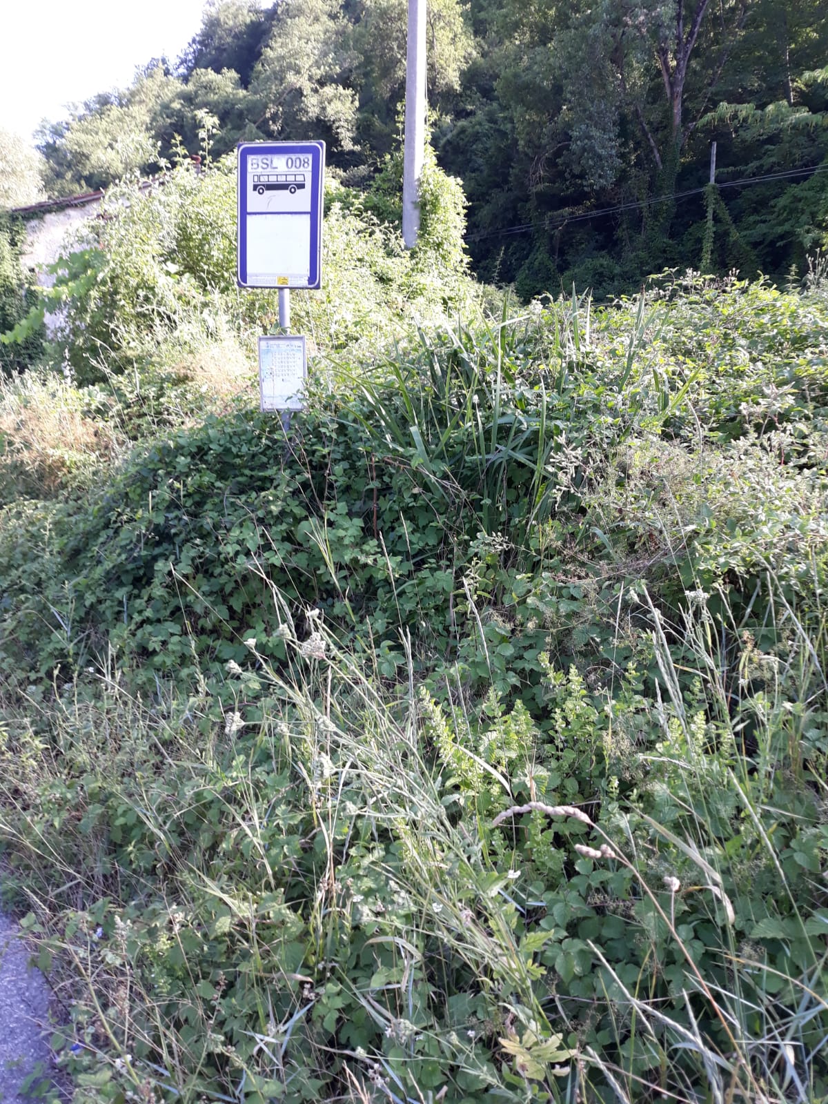 Erba alta sulla Faentina. I complimenti (ironici) alla Città Metropolitana