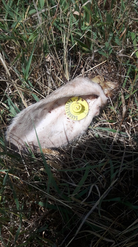 lupi-attacco2-15 Jul 2019