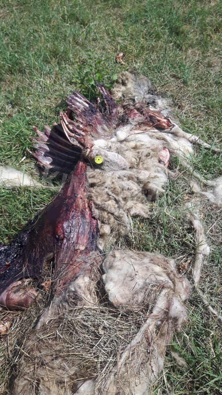 lupi-attacco3-15 Jul 2019