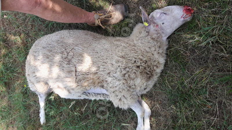 Lupi educano i propri cuccioli alla caccia e sbranano 3 pecore all'Azienda Agricola I Pianacci